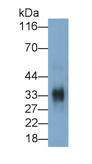 10632