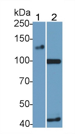 40699