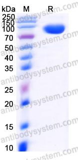 EHF05201, SDS-PAGE