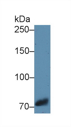 8662