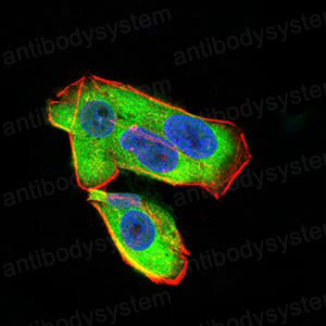 Валидация IF - AntibodySystem RHF14201