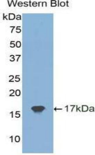 38984