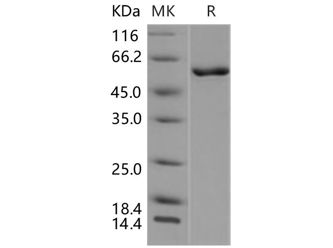 Валидация Elabscience PKSM040459(4456)