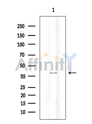Валидация Affinity DF8096 - 19937