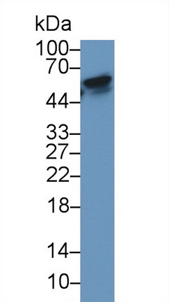 10481