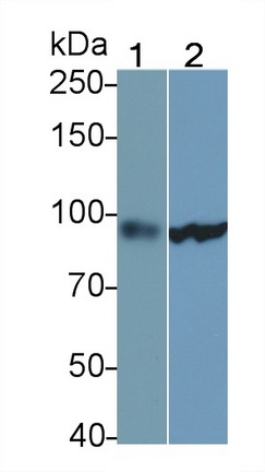 57508