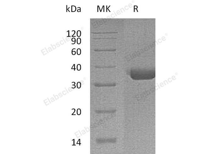Валидация Elabscience PKSH033152(3509)