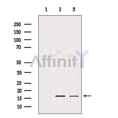 Валидация Affinity AF5206 - 2662
