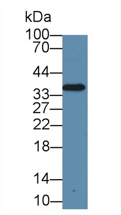 19332