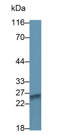 11125
