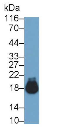 27590