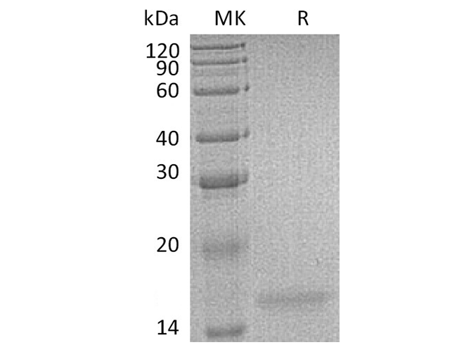 Валидация Elabscience PKSH032622(3063)