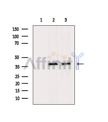 Валидация Affinity DF14634 - 10662