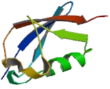 2",5"-Oligoadenylate Synthetase Like Protein (OASL)