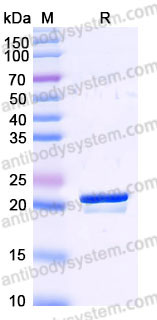 EHB41901, SDS-PAGE