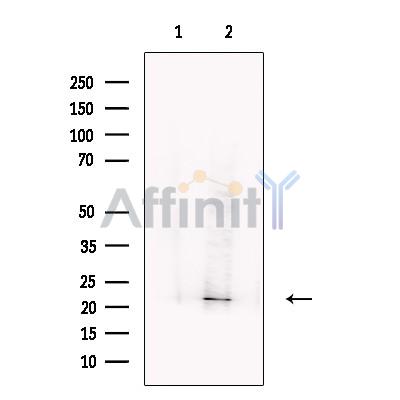 Валидация Affinity DF13271 - 8367