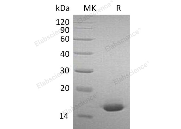 Валидация Elabscience PKSM041059(4985)