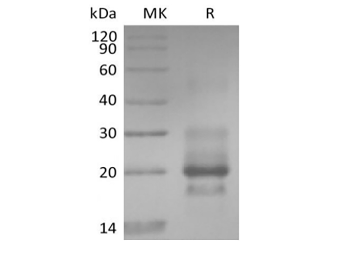 Валидация Elabscience PKSH034011(4242)