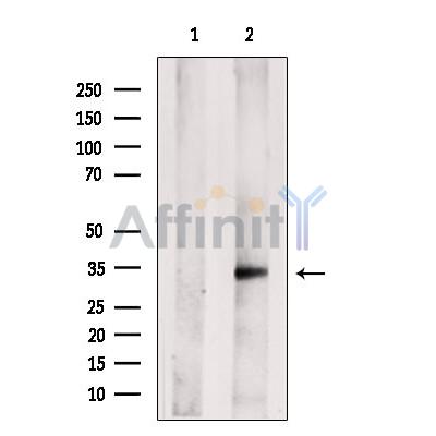 Валидация Affinity DF13528 - 8942