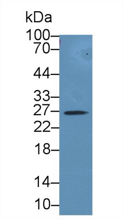 14646