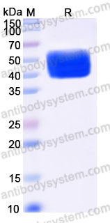 AHG62902, SDS-PAGE