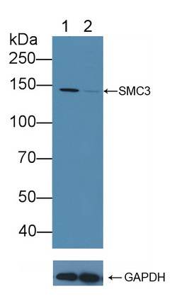 12125