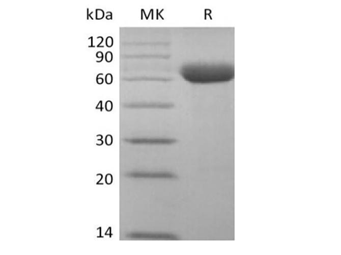 Валидация Elabscience PKSQ050112(5481)