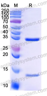 AHF14601, SDS-PAGE