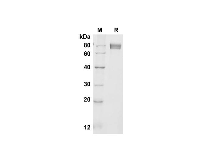 Валидация Elabscience PDMM100142(1102)