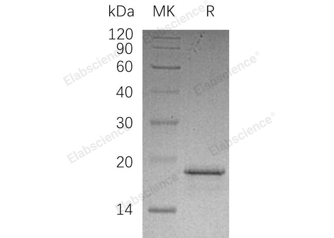 Валидация Elabscience PKSH032921(3319)