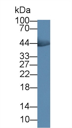 14838