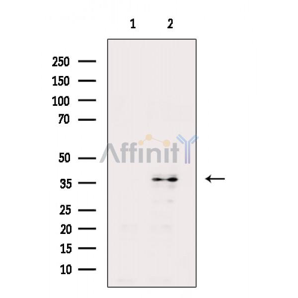 Валидация Affinity DF10303 - 5919