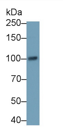 5062