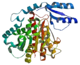 Thrombin Activatable Fibrinolysis Inhibitor (TAFI)