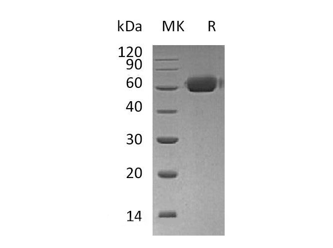 Валидация Elabscience PKSH033124(3485)