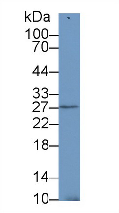 9462