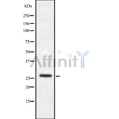 Валидация Affinity DF8560 - 20457