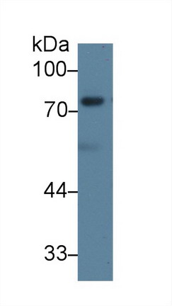 10016