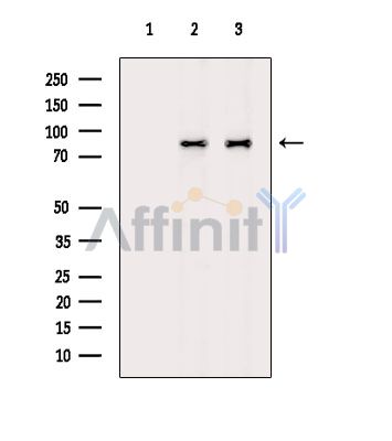 Валидация Affinity DF14743 - 10825