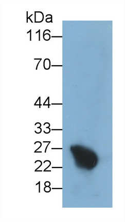 53306