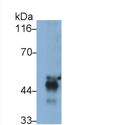 30738