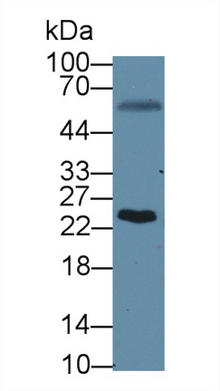 12765