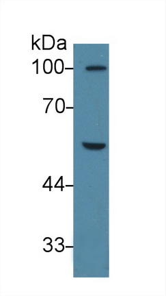 13568