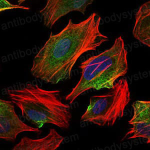 Валидация IF - AntibodySystem RHE98003 (965)