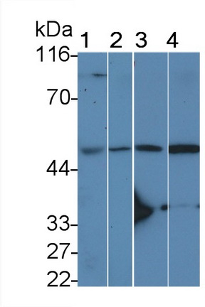 23368