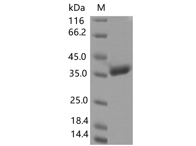 Валидация Elabscience PKSV030433(6158)