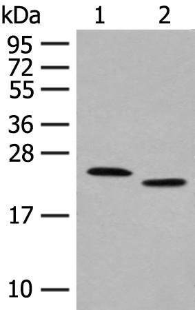 Валидация Elabscience E-AB-17932