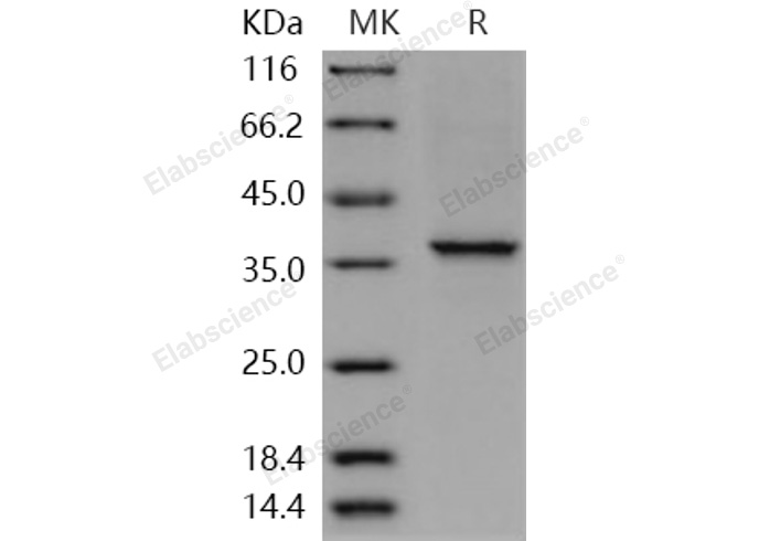 Валидация Elabscience PKSH031001(1814)