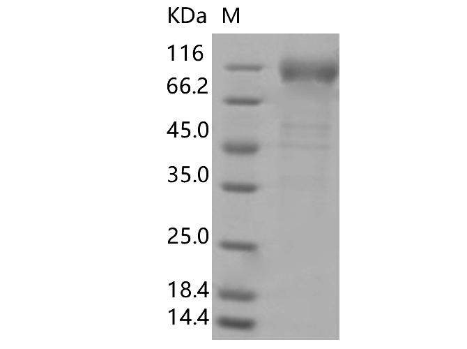 Валидация Elabscience PKSV030338(6070)