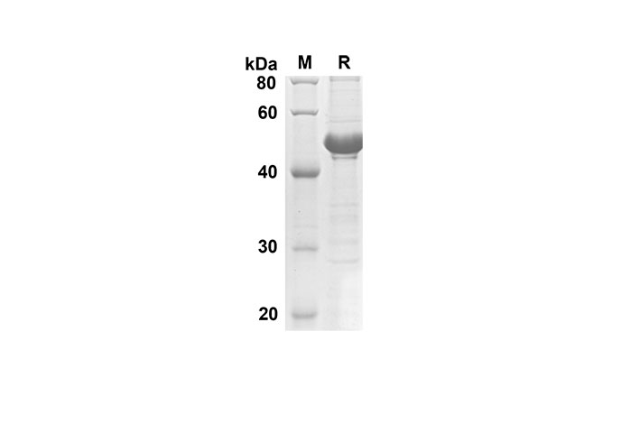 Валидация Elabscience PDEH100502(21)